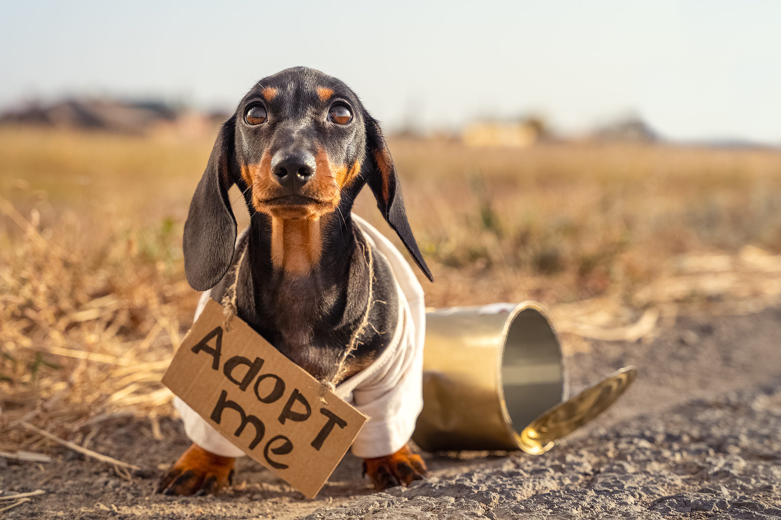 Miért érdemes idős háziállatot örökbefogadni? Mister Mix Dog